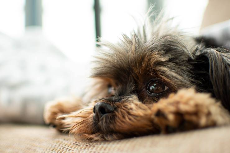 la cistite nel cane