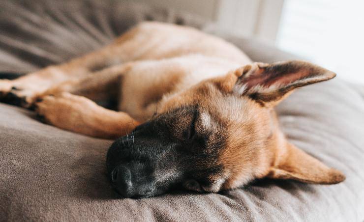 la colite nel cane