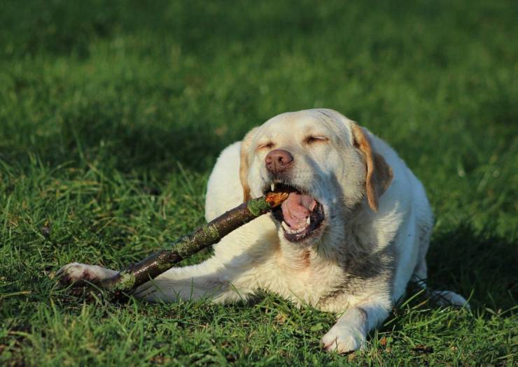 Le chien mange des morceaux de bois