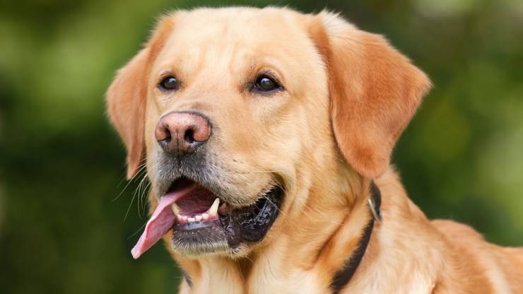 labrador retriever migliori razze cani per inesperti