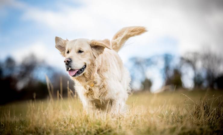 labrador