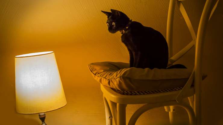 lasciare la luce accesa per il gatto