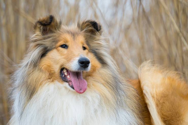 L'estetica nel cane