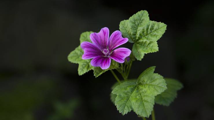 Malva