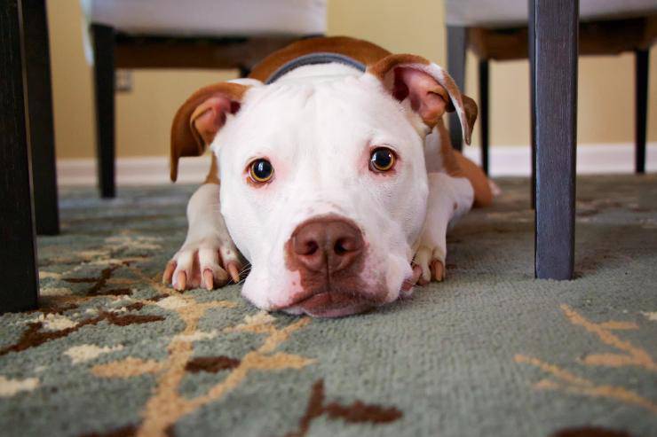 Il cibo per il cane