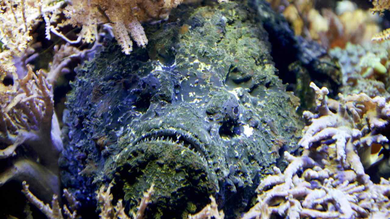 Gli abitanti degli abissi questi i 10 pesci più strani al mondo Gli abitanti degli abissi questi i 10 pesci più strani al mondo