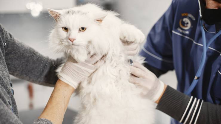 gatto veterinario amore dottore