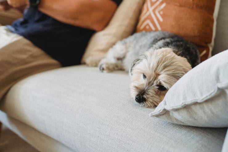 La tristezza nel cane