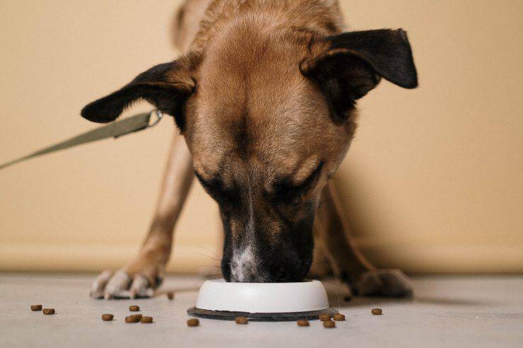 Il cane e il suo cibo