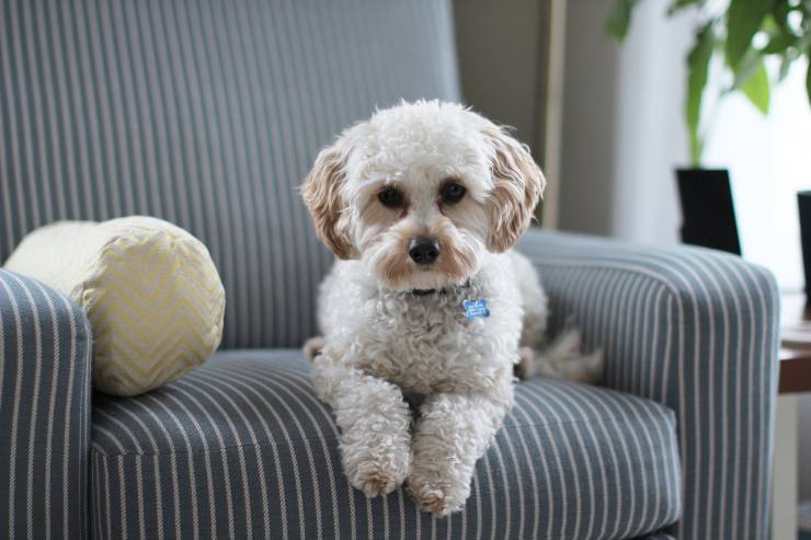 Il cibo adatto al cane