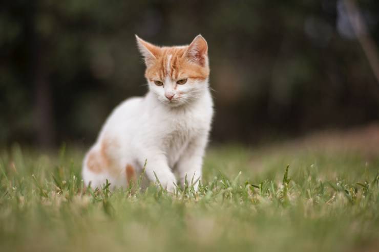 Il gatto e i suoi bisogni