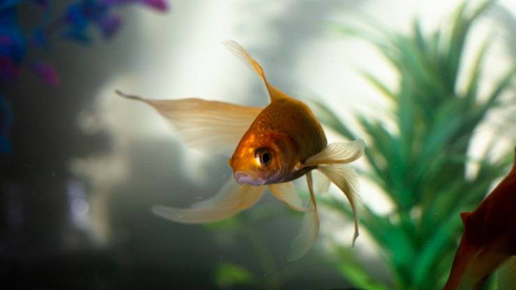 I pesci più longevi nell'acquario
