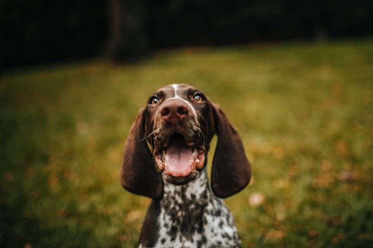 La carne per il cane