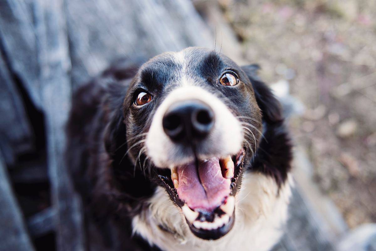 Quante Razze Di Cani Ci Sono
