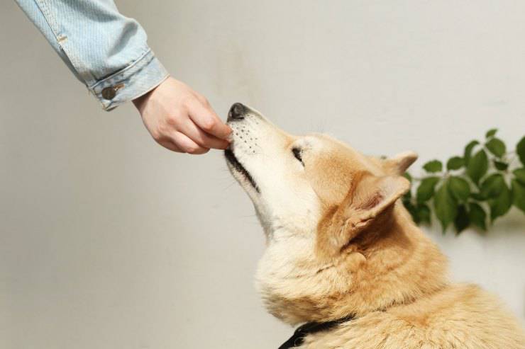 Le chien est la bonne nourriture