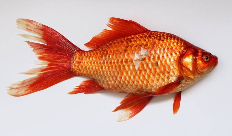 I pesci più longevi nell'acquario: pesce rosso