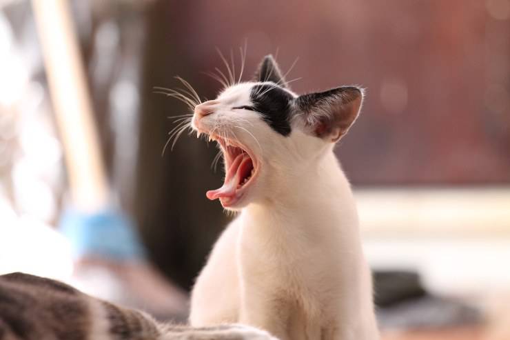 I problemi dentali nel gatto