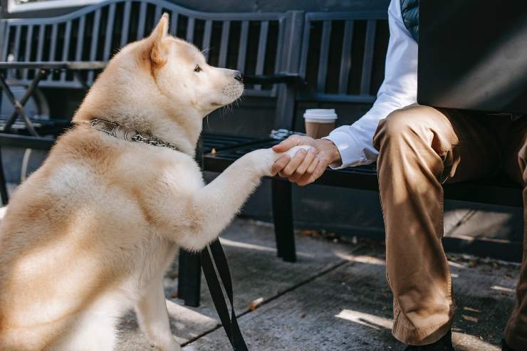 Il cane ama il padrone