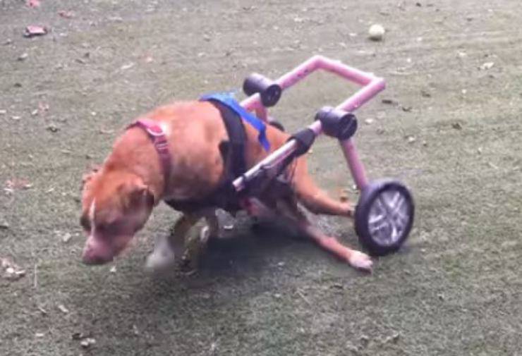 cagnolina paralizzata felice sedia rotelle