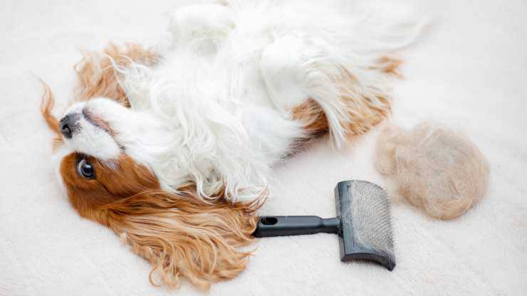 prendersi cura del pelo del cavalier king