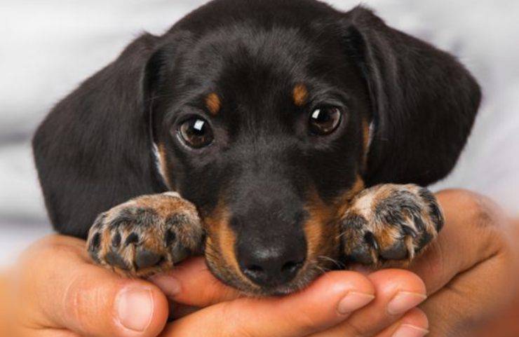 prévenir l'orgelet chez les chiens