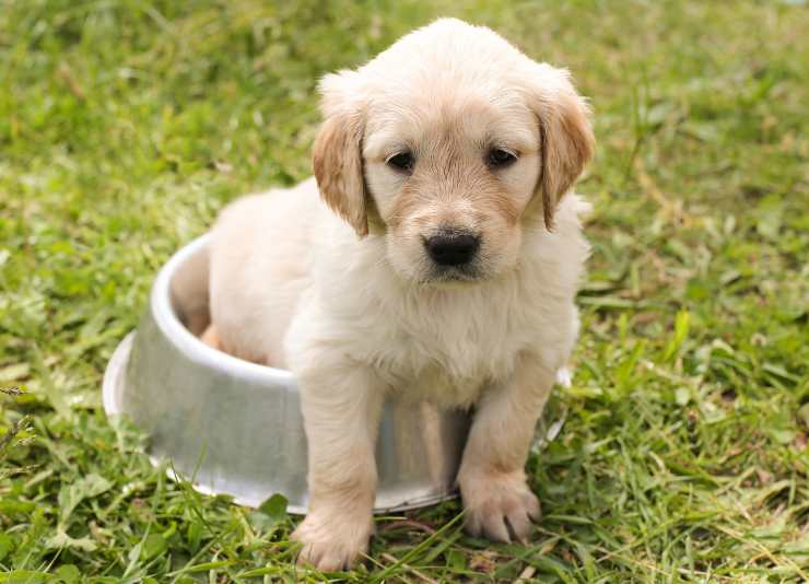 Il cane porta in giro la ciotola