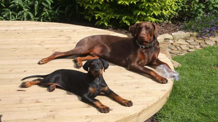 Razze di cani compatibili col Dobermann