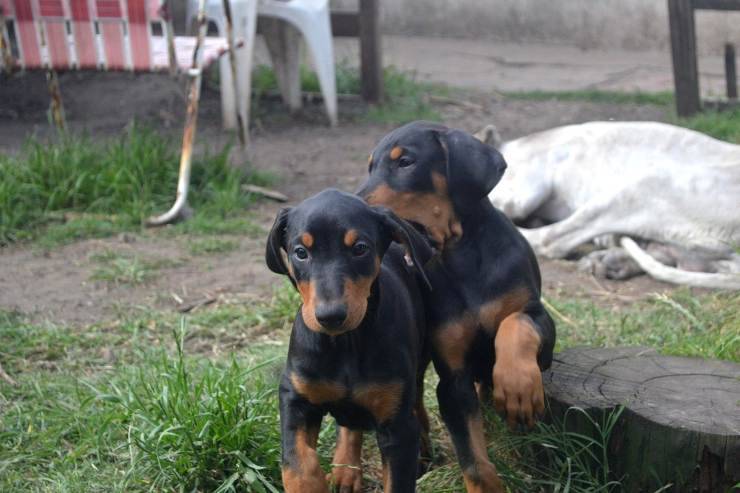 Cosa dare da mangiare al Dobermann cucciolo