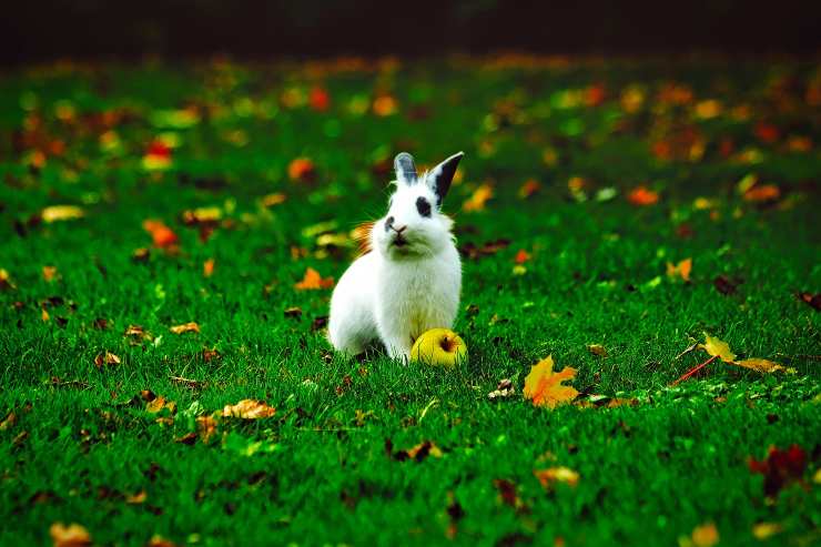 Il coniglio può mangiare la mela
