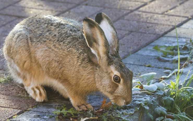 Il coniglio e il cibo