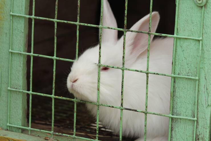 La gabbia del coniglio