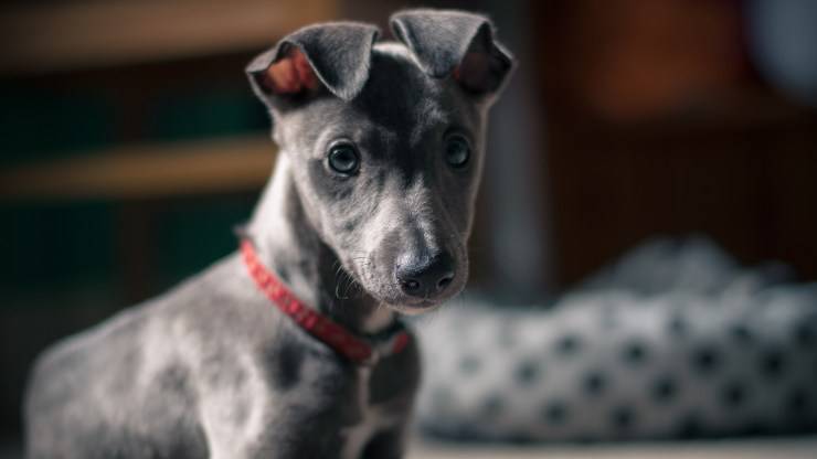 razze di cani dal pelo grigio