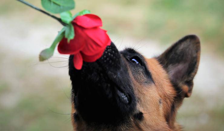 Cane con una rosa (Foto Pixabay)