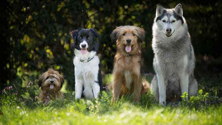 rendere lucido il pelo del cane