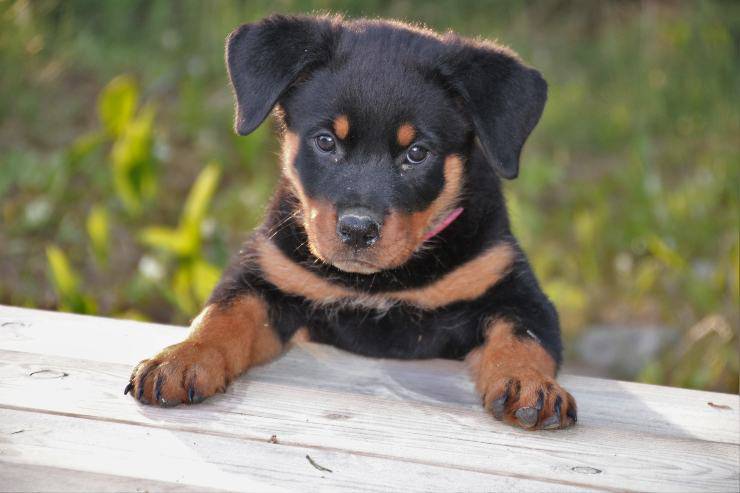 Le chien peut manger du bœuf haché