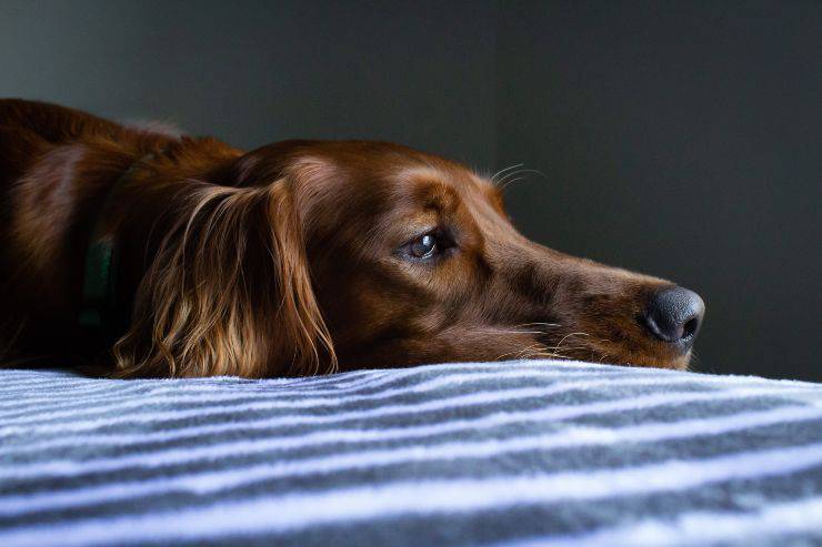 Il cane e l'abbattimento