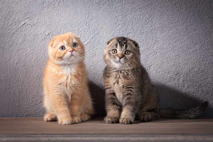 scottish fold due gattini