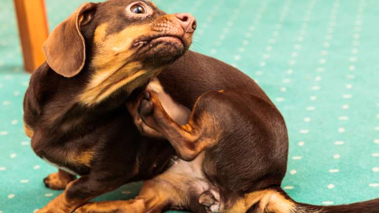 signale une mauvaise nutrition du chien 