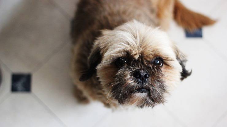 Le chien peut manger de l'amatriciana