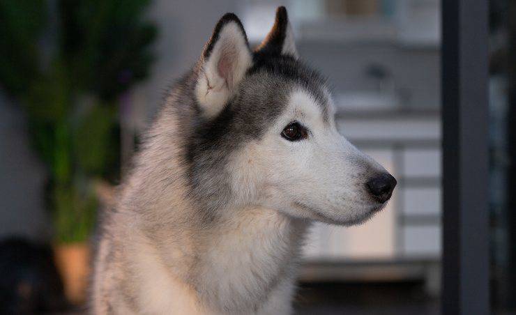 Siberian Husky