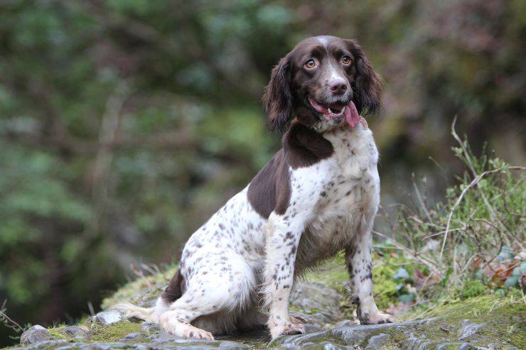 spaniel tedesco