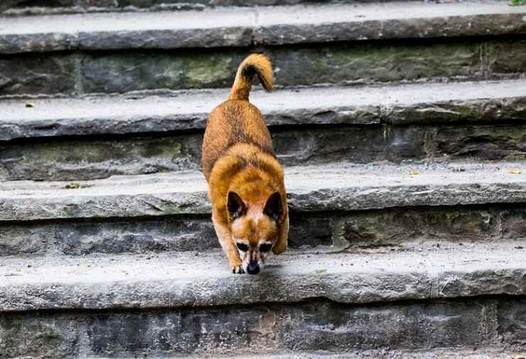 cagnolina portare spesa scale