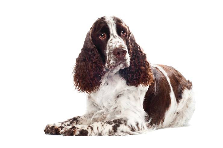 springer spaniel inglese