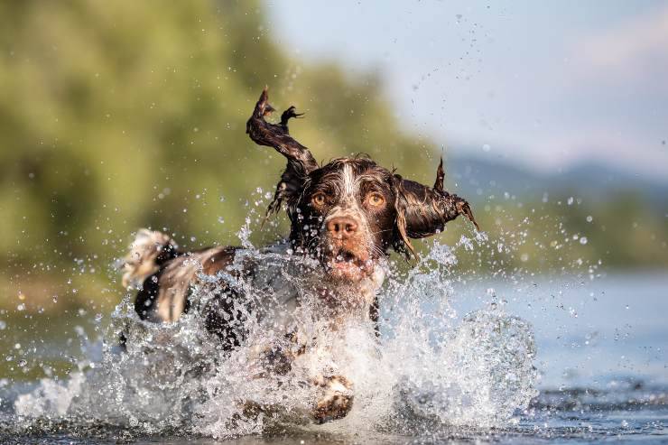 springer spaniel inglese