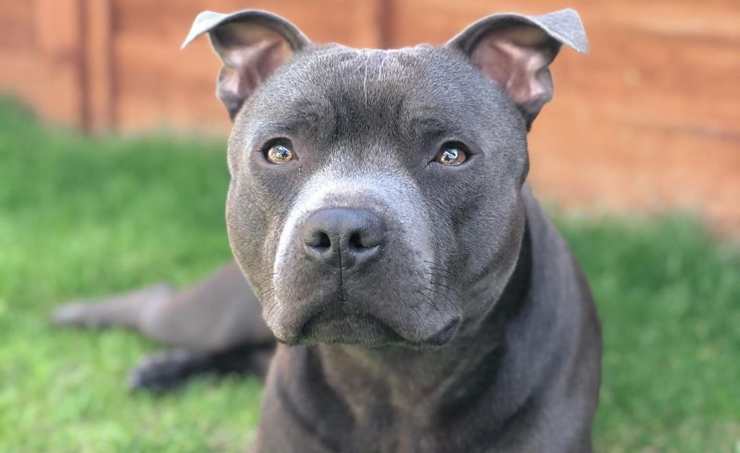 Staffordshire Bull Terrier