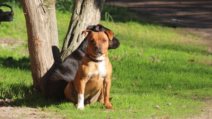 Staffordshire Bull Terrier cane adottare