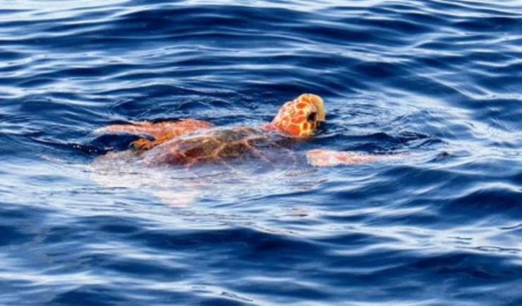 tartaruga impigliata rete pesca salvata
