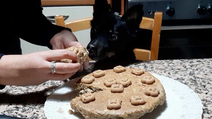 torta per cani