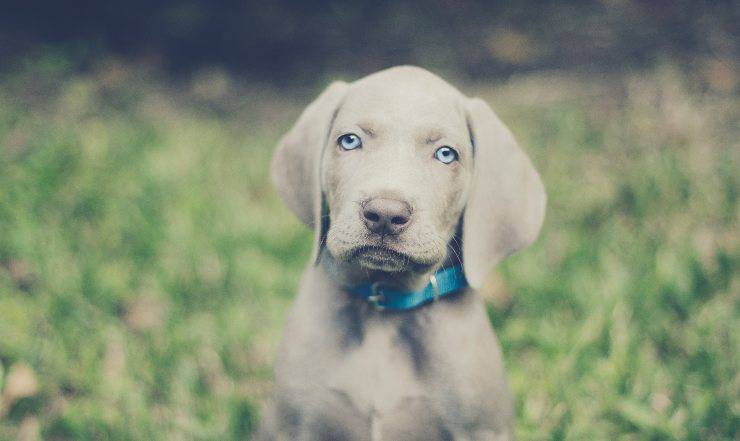 Weimaraner