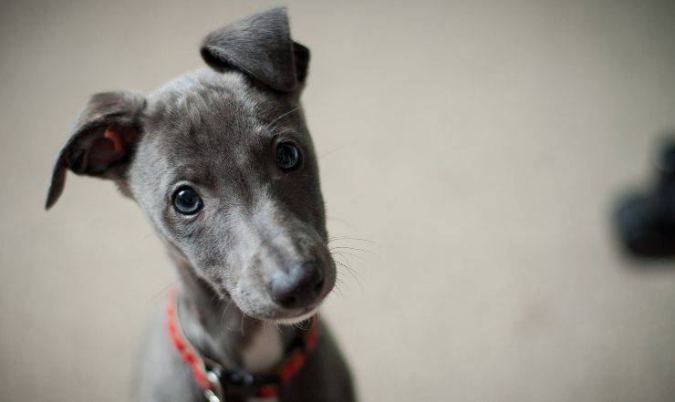 Whippet